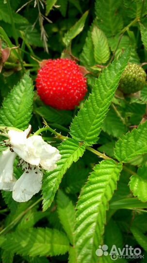 Тибетская малина