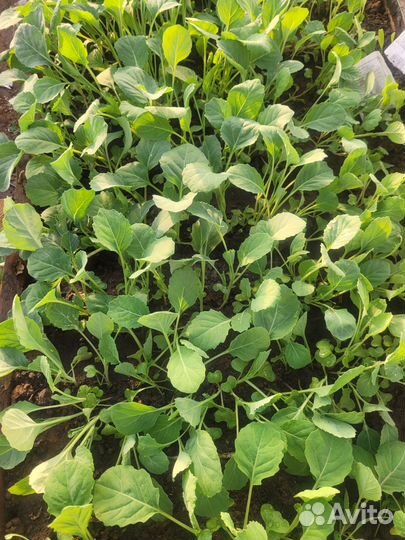 Рассада капусты