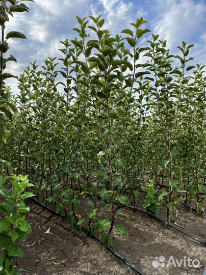 Продам саженцы плодовых деревьев