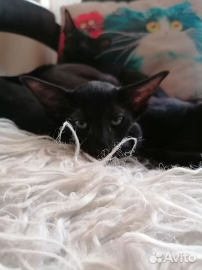 Ориентальная