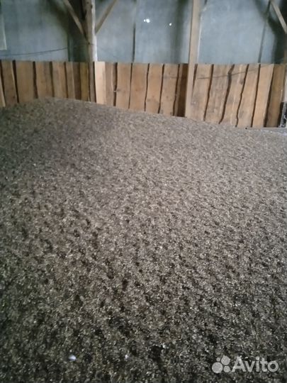 Озимая вика с пшеницей