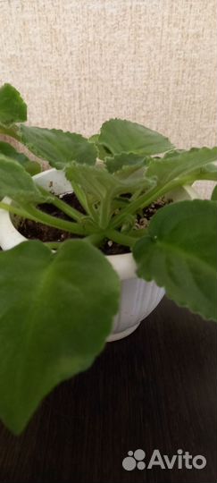 Фиалка в горшках