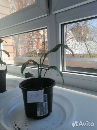 Спатифиллум