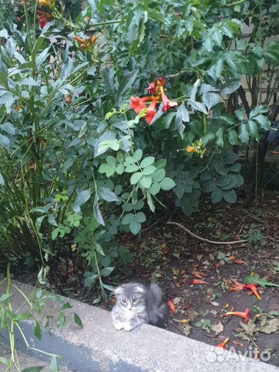 Вислоухий котик