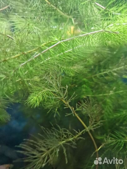 Роголистник в аквариум