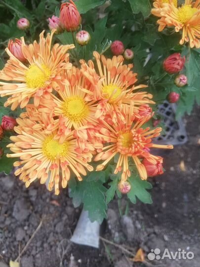 Хризантема мультифлора