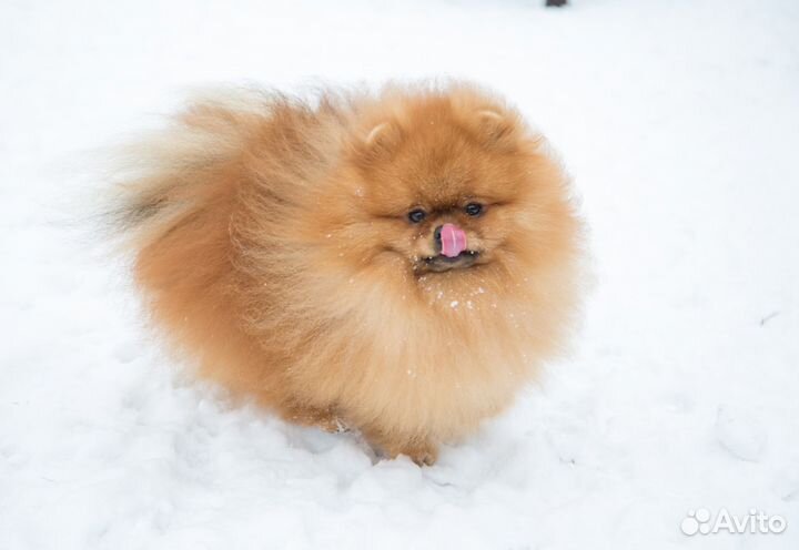 Нарядный померанец от пары чемпионов