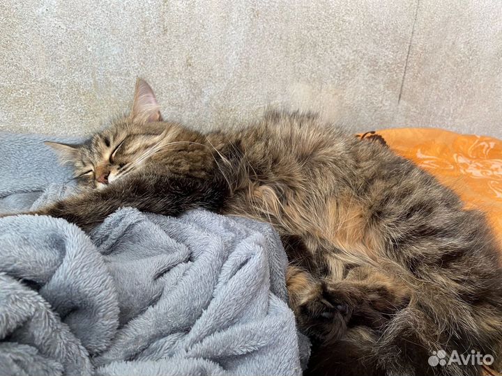 Кошка