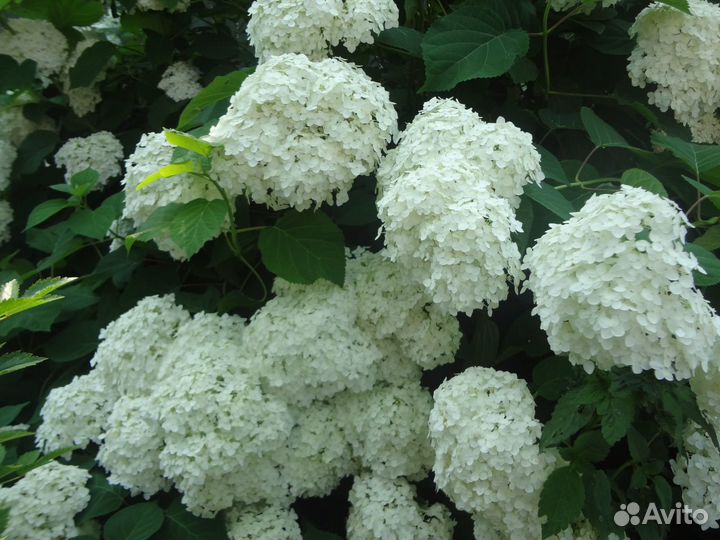 Гортензия древовидная