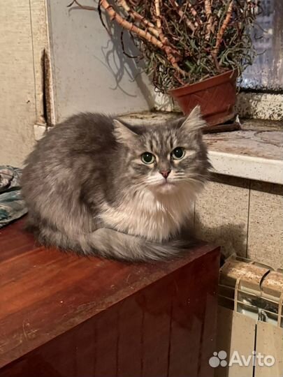 Кошка в добрые руки