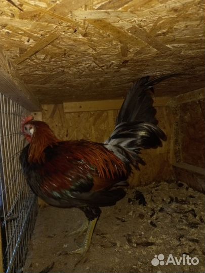 Аям Китава смеющейся петух