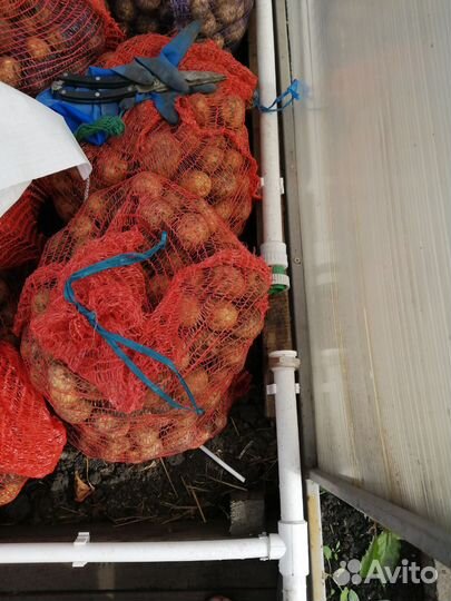 Картофель мелкий в сетках