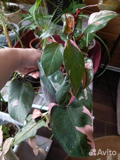 Филодендрон Розовая принцесса