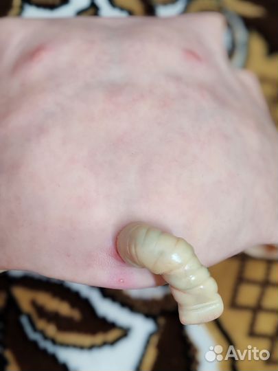 Пластина живота