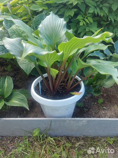 Хоста Holar Red Spear