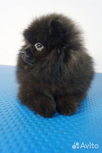 Шпиц девочка померанец