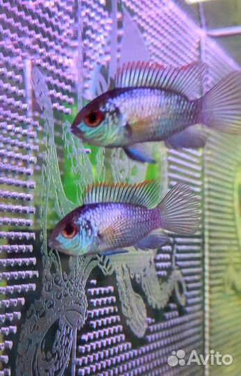 Аквариумные рыбки, петушки, креветки