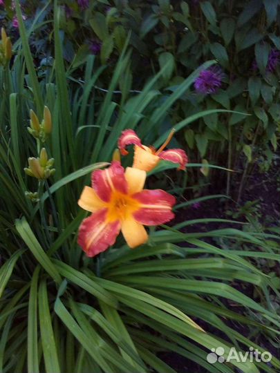 Многолетние цветы