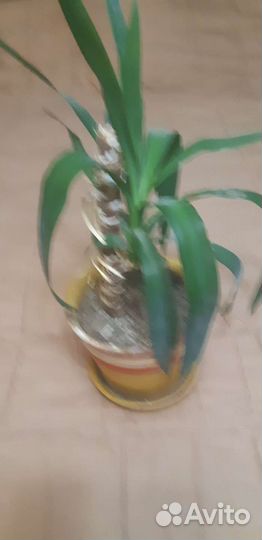 Юкка