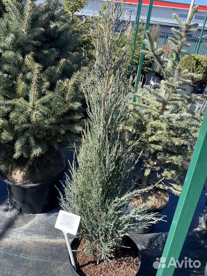 Можжевельник скальный Блю Эрроу