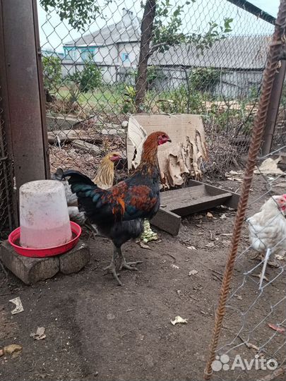 Куры молодки несушки