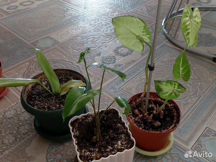 Комнатные цветы