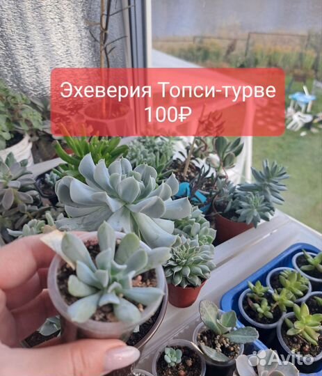 Суккуленты. Эхеверия