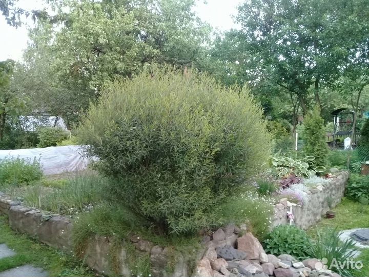 Садовые растения