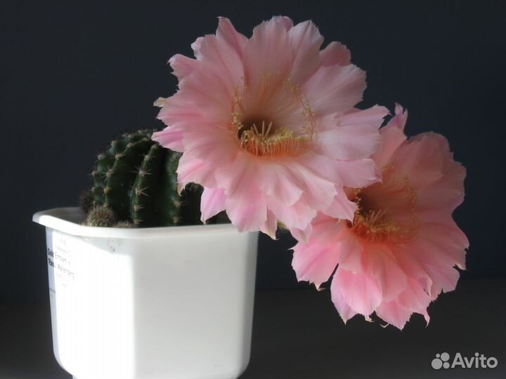 Кактусы echinopsis hybrid (детки)