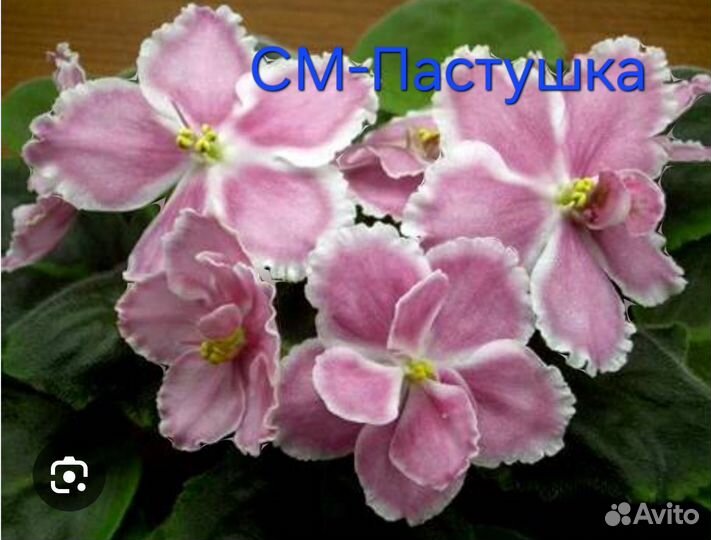 Детки сортовых фиалок