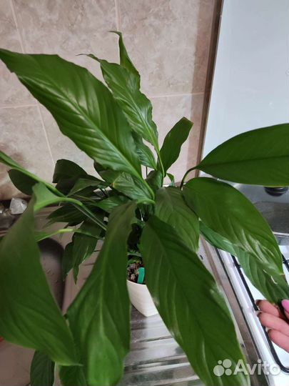 Спатифиллум