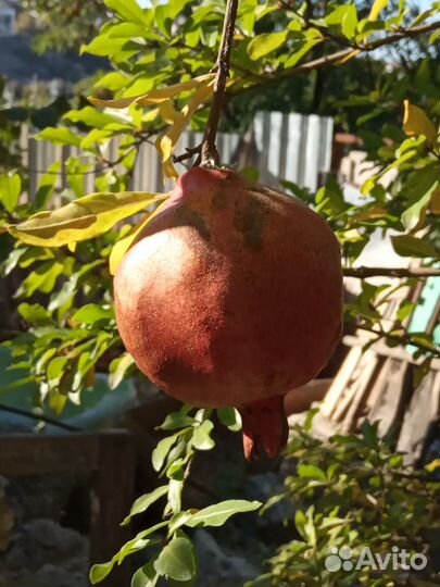 Редкие сорта плодовых деревьев. Саженцы