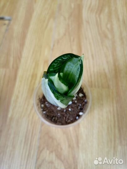 Сансевиерия сортовая 7