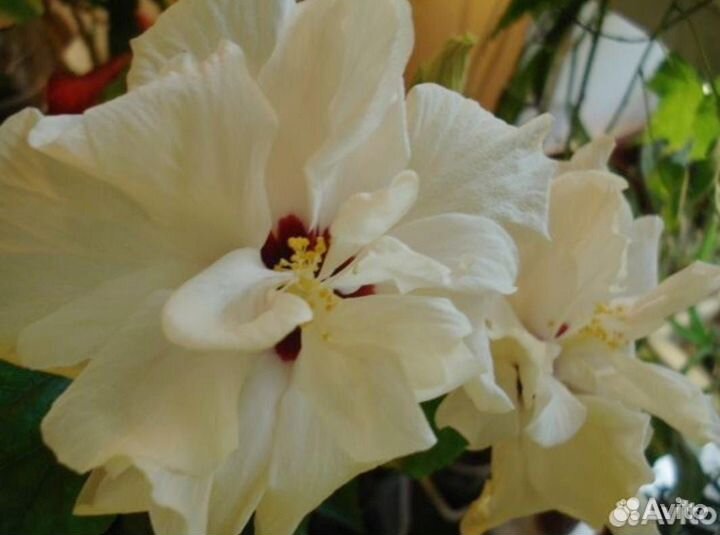 Гибискусы махровые белый и розовый