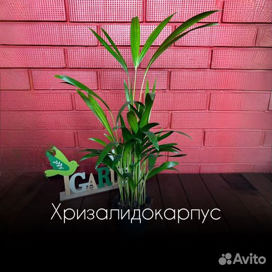 Хризалидокарпус