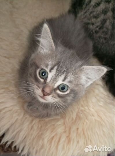 Котик в добрые руки