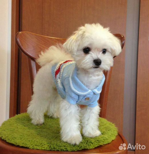 Мальтезе-девочка