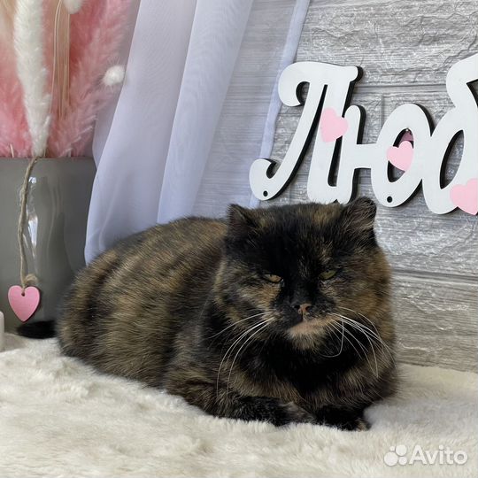 Кошка в добрые руки