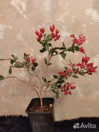 Бугенвилии цветущие, редкие сорта