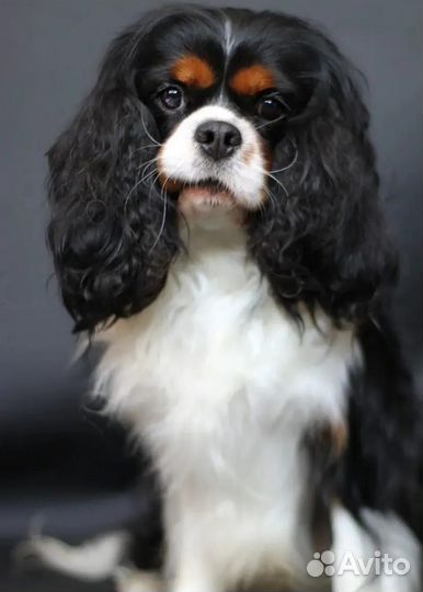 Кавалер Кинг Чарльз спаниель