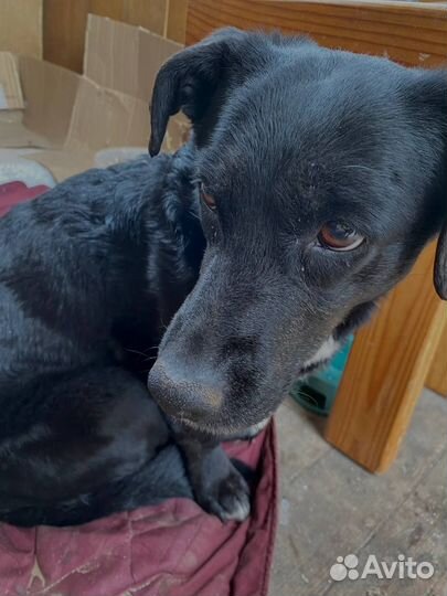 Собака девочка