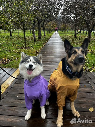 Догситтер/Няня для собак с любовью