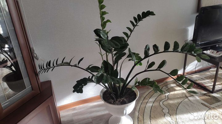 Замиокулькас