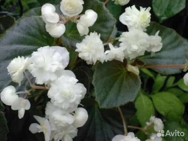 Бегония вечноцветущая махровая