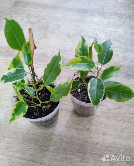 Фикус бенджамина