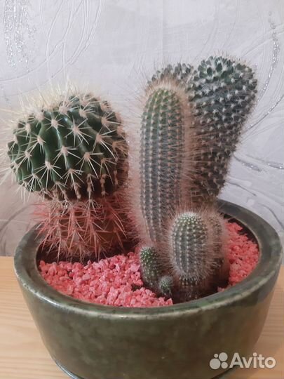Кактусы большие