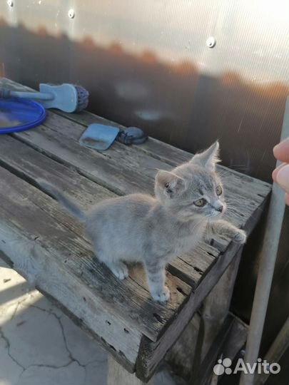 Котята мальчики отдам
