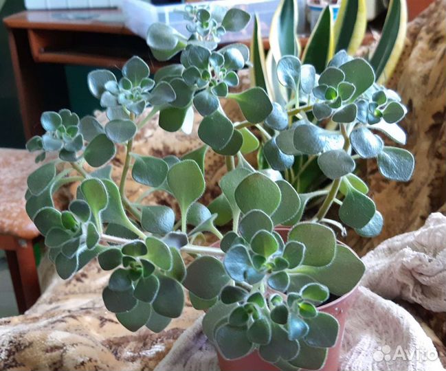 Садовые многолетники