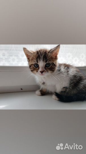 Котята в добрые руки приучены к лотку