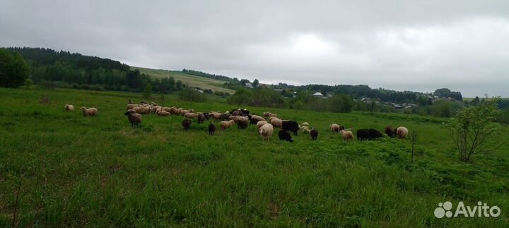 Овцы бараны ягнята оптом, 126 голов